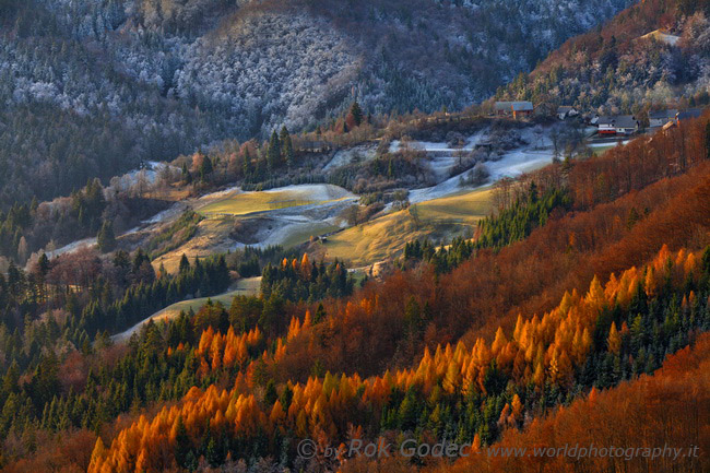 Red Tree Line